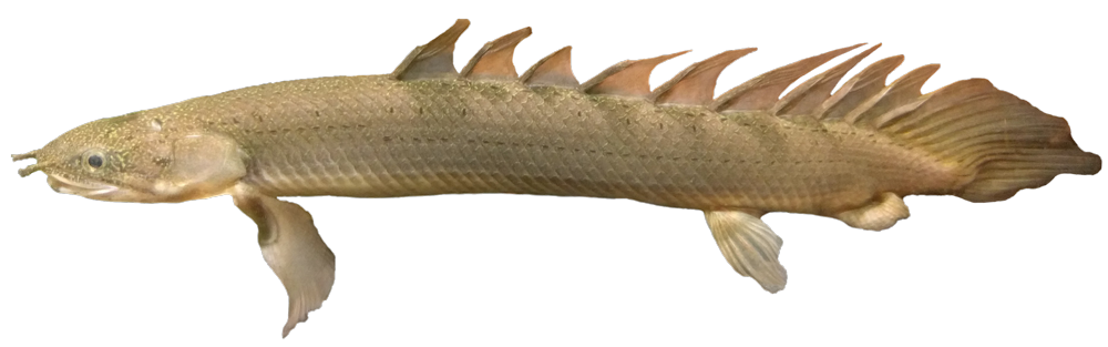 Picture of Polypterus