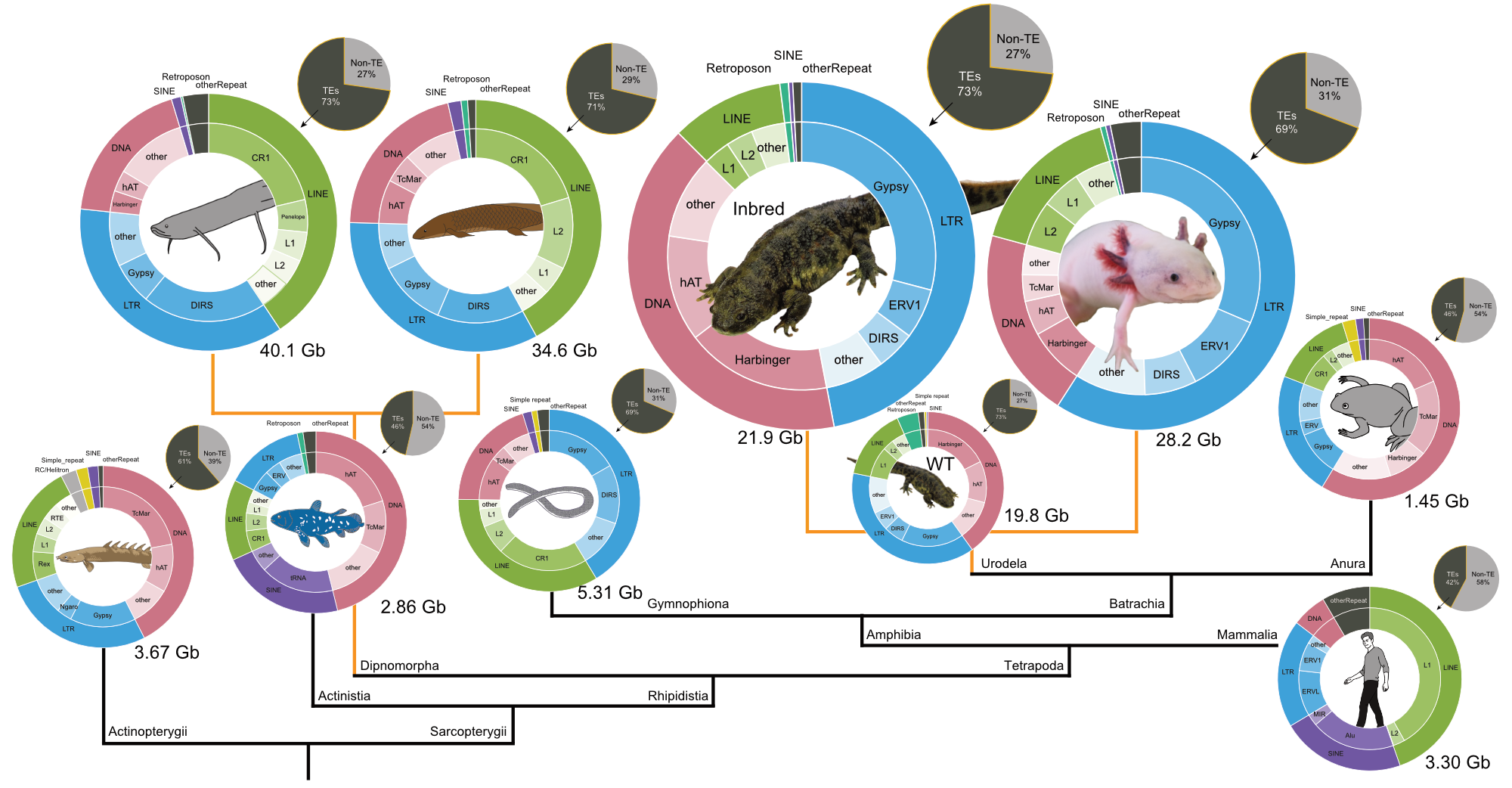 Transposon of vertebrate genomes
